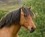 Highland Pony 9Y073D-135